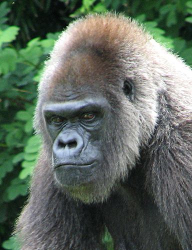 Photo of a serious gorilla.