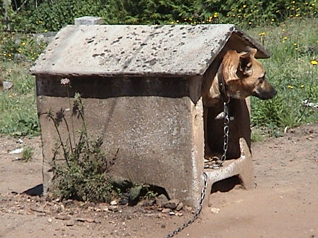 Photo of concrete doghouse in Portugal.